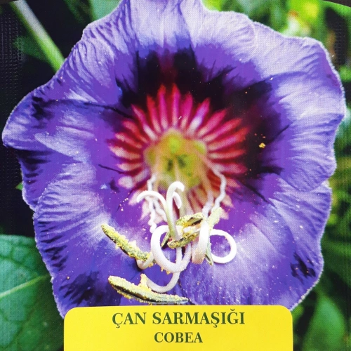 Çan Sarmaşığı Çiçek Tohumu 1 paket