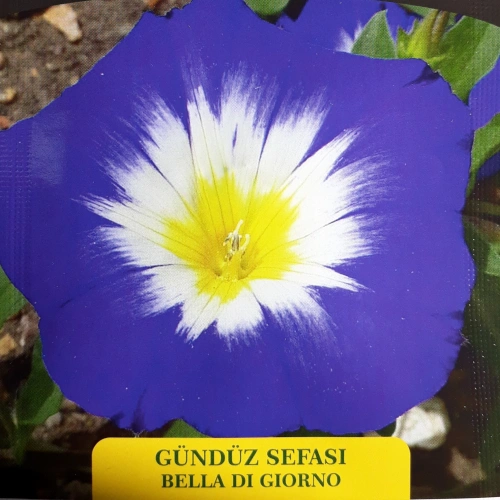 Gündüz Sefası Çiçek Tohumu 1 paket