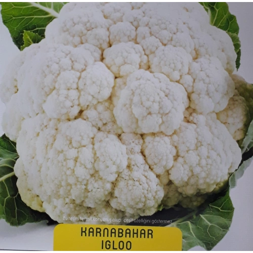 İgloo Karnabar Tohumu 1 paket