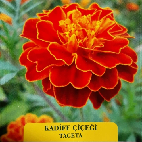 Kadife Çiçeği (Tageta) Tohumu 1 paket