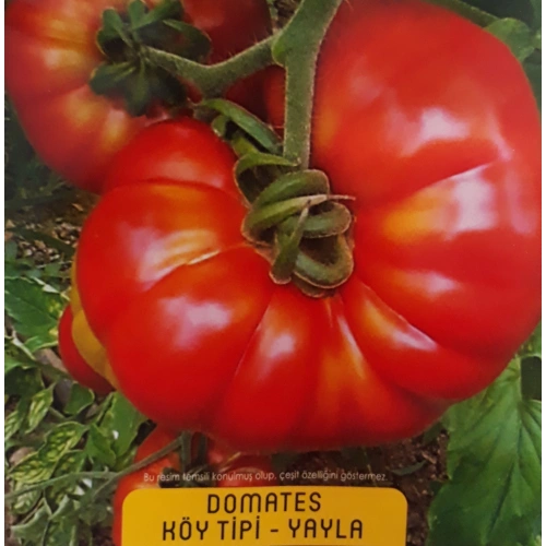 Köy Tipi-Yayla Domates Tohumu 1 paket