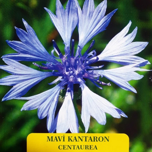Mavi Kantaron Çiçek Tohumu 1 paket