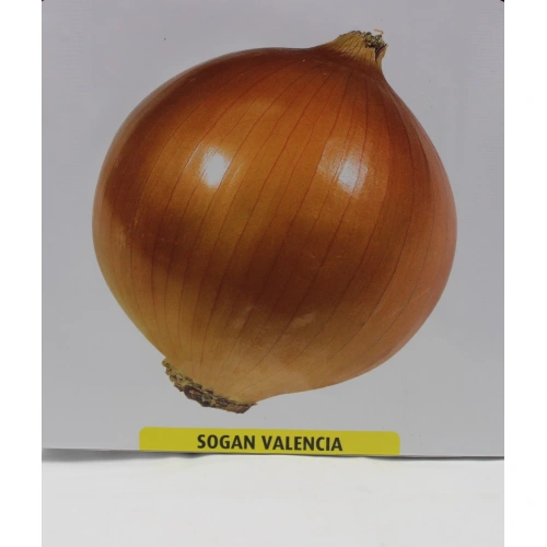 Valenciana Soğan Tohumu 1 paket