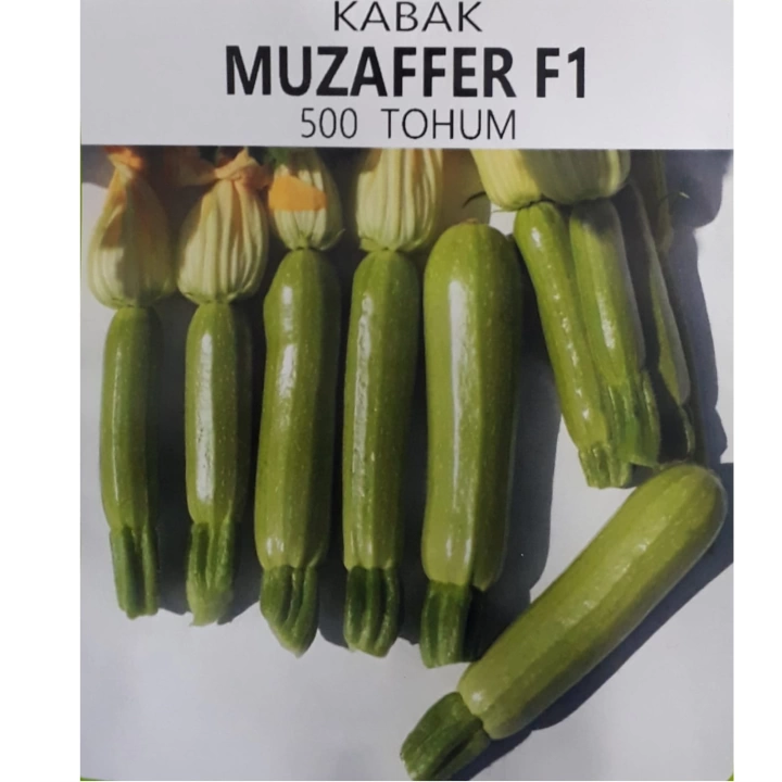 MUZAFFER F1 KABAK TOHUMU