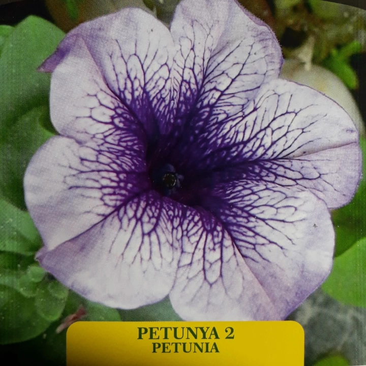 Petunya-2 Çiçek Tohumu 1 paket