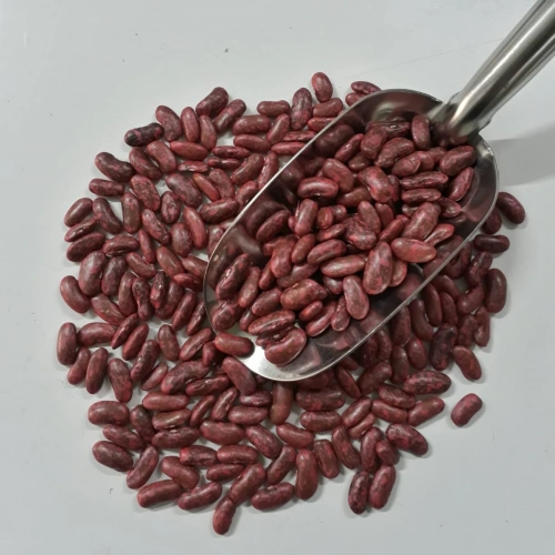 MAGEN (MAGNUM TİPİ) OTURAK FASULYE TOHUMU 1 KG