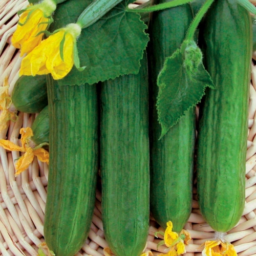 Merkür F1 Hıyar Tohumu