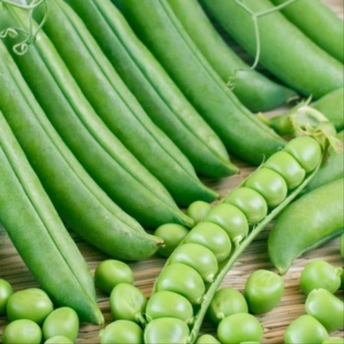 Utrillo Bezelye Tohumu 1 kg