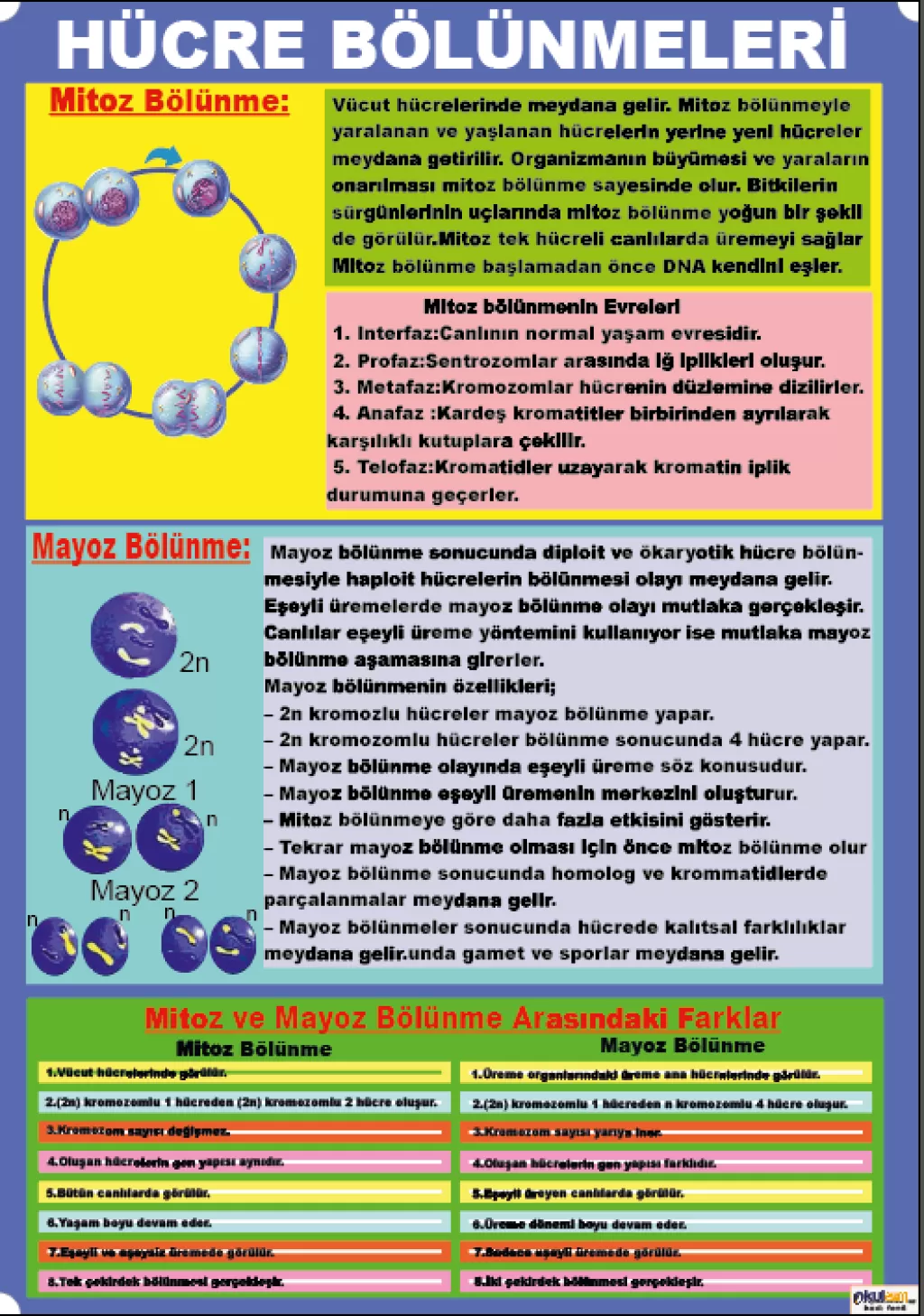 Fen Dersi Hücre Bölünmeleri Afişi