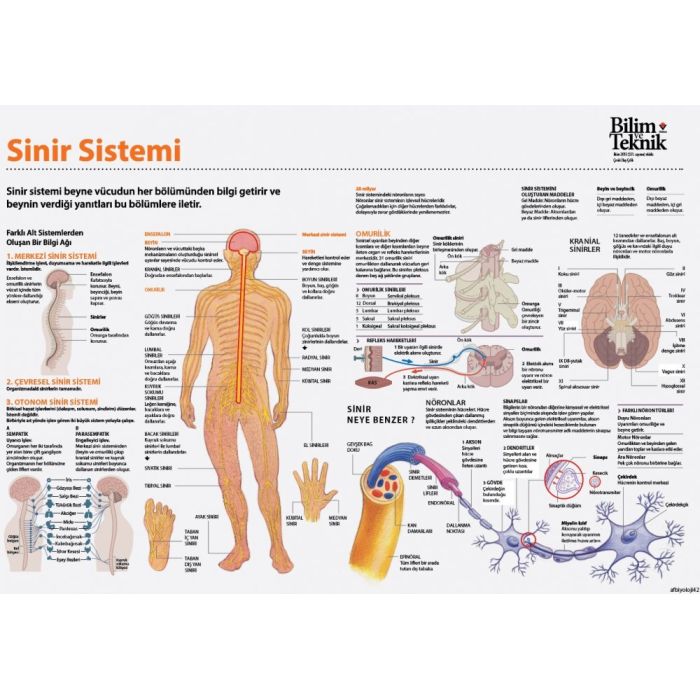 otonom sinir sistemi omurilik