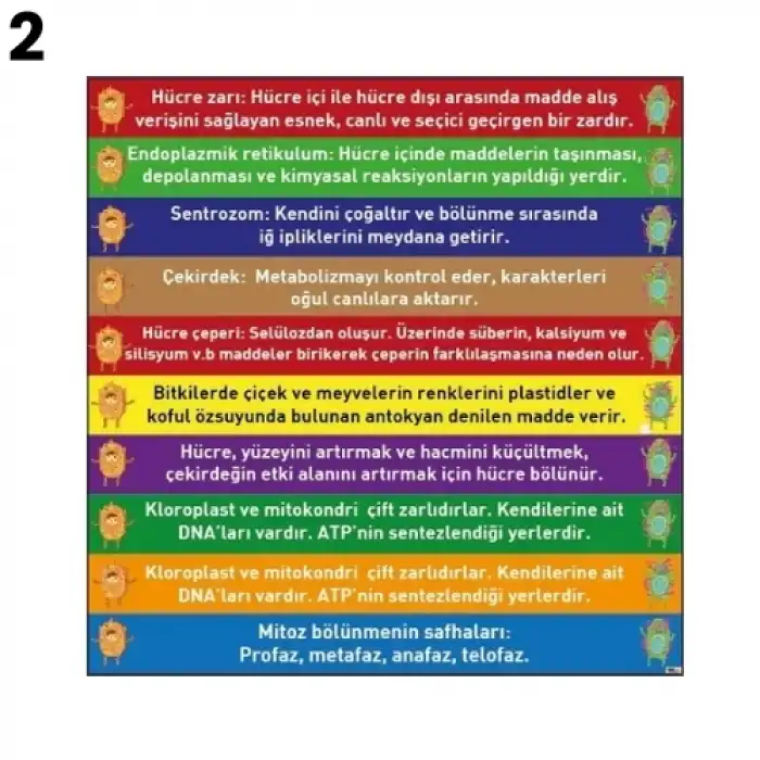 Biyoloji Merdiven Yazısı Çeşitleri