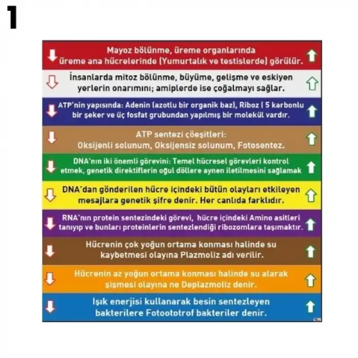 Biyoloji Merdiven Yazısı Çeşitleri