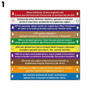 Biyoloji Merdiven Yazısı Çeşitleri