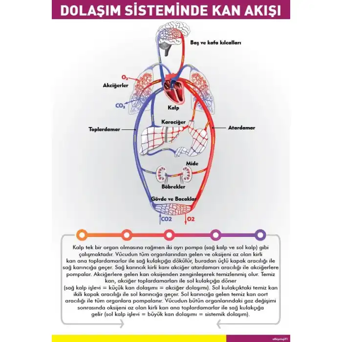 Dolaşım Sisteminde Kan Akışı Afişi