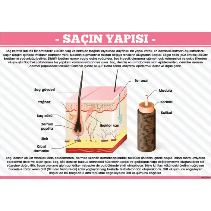 Saçın Yapısı Afişi
