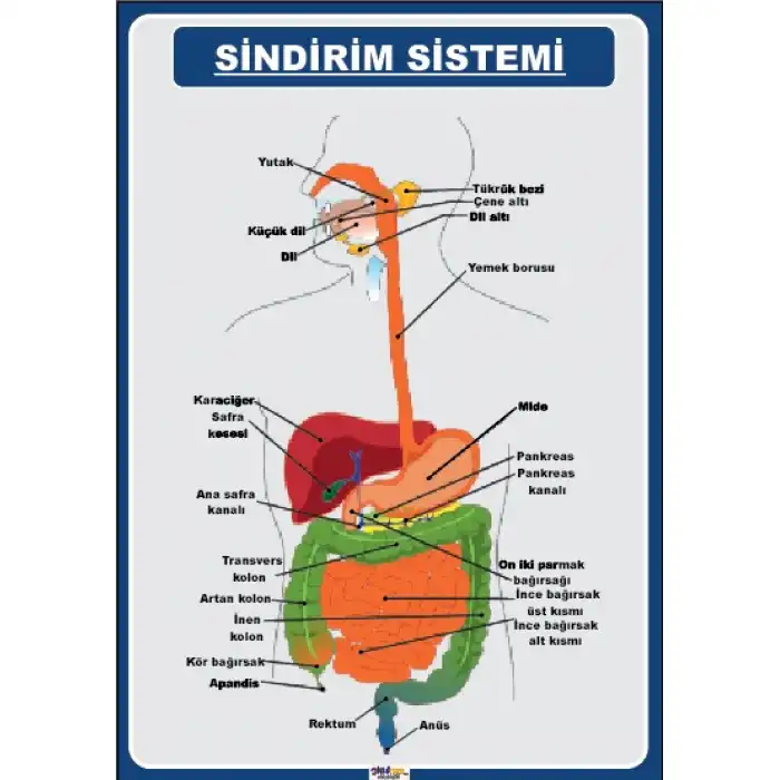 Sindirim Sitemi Afişi