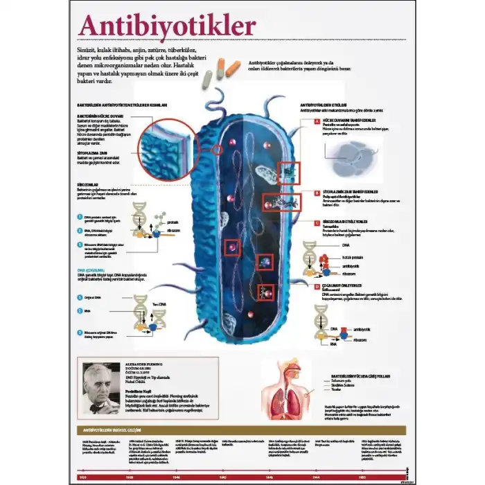 Antibiyotikler Afişi (Posteri)