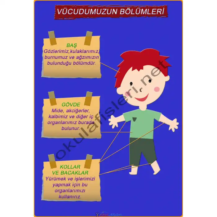 Vücudumuzun Bölümleri Afişi