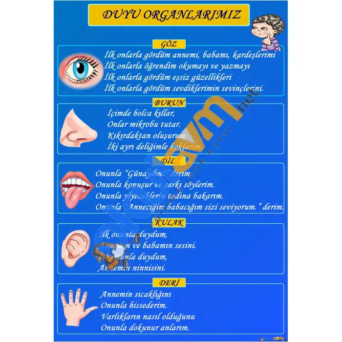 Duyu Organlarımız Afişi