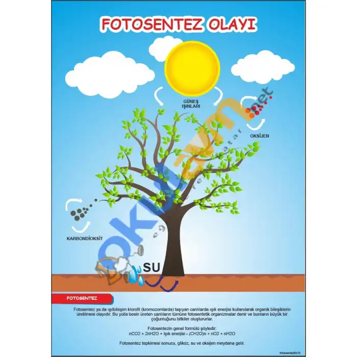 Fotosentez Afişi