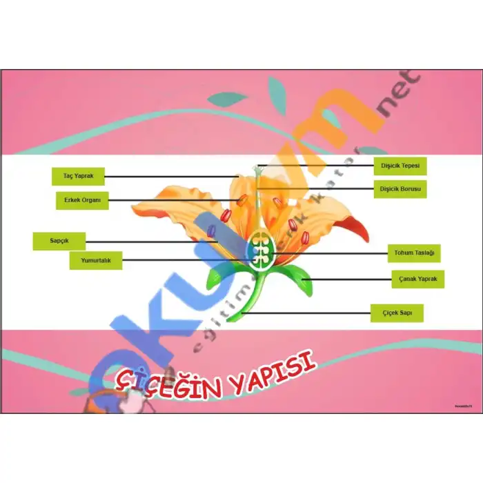 Çiçeğin Yapısı Afişi