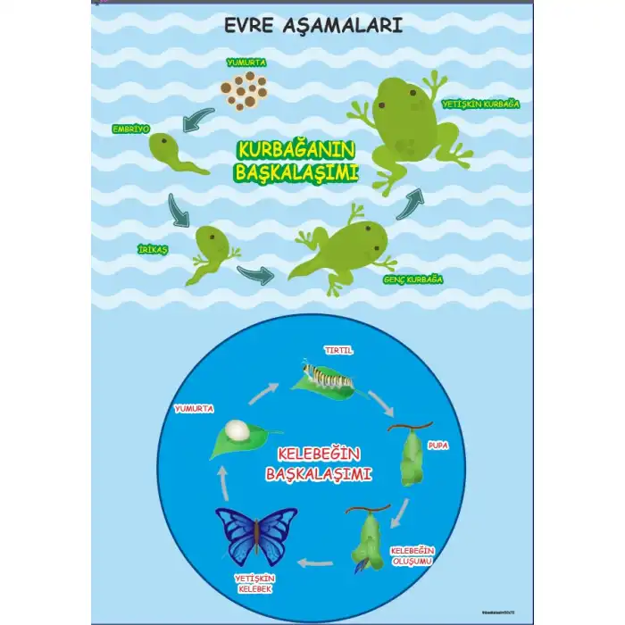 Başkalaşım Afişi