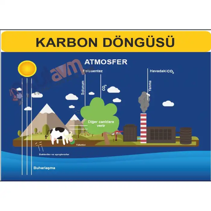 Karbon Döngüsü Afişi