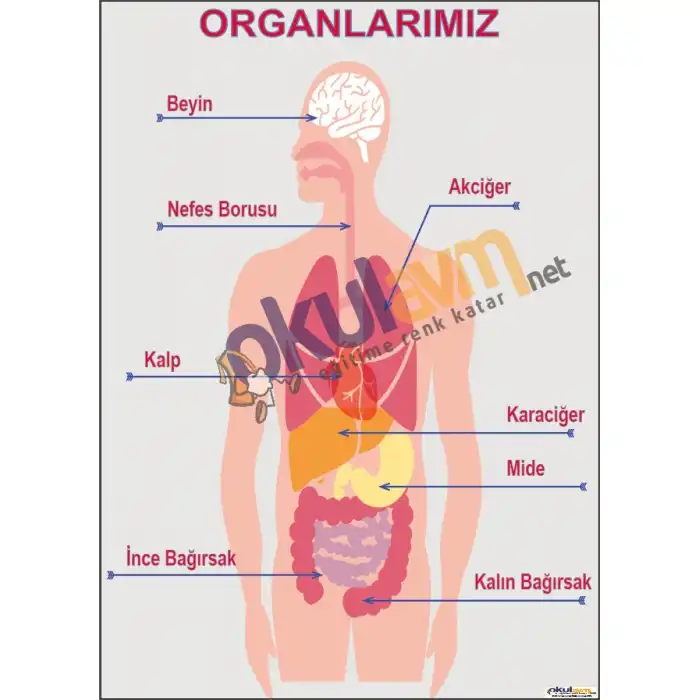 Organlarımız Posteri