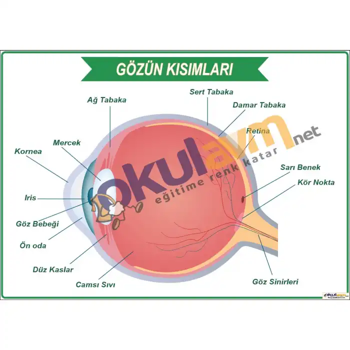 Gözün Bölümleri Afişi