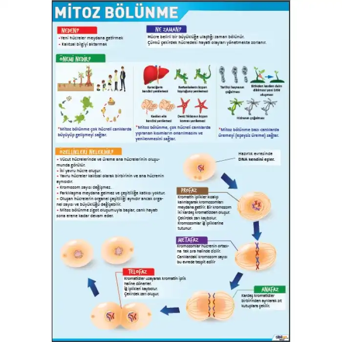 Mitoz Bölünme Afişi