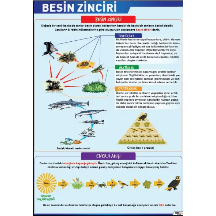 Besin Zinciri Posteri