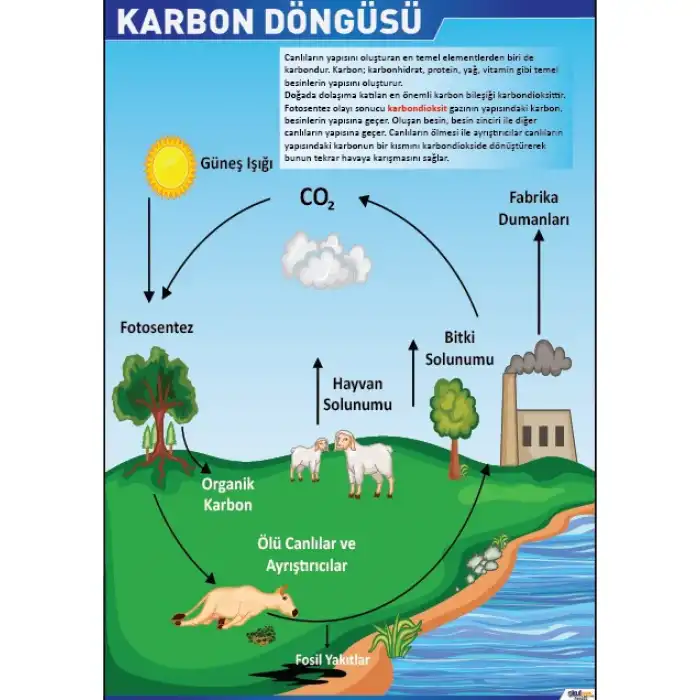 Karbon Döngüsü Posteri