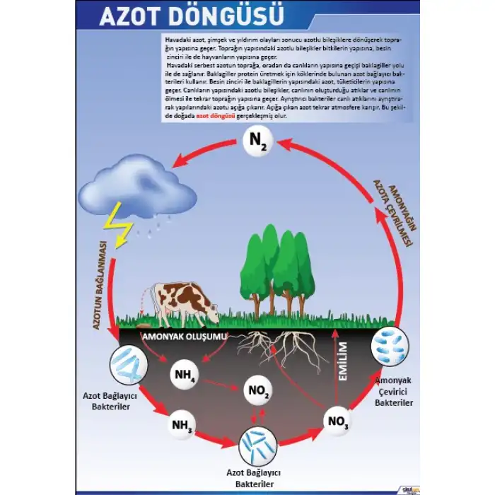 Azot Döngüsü Posteri