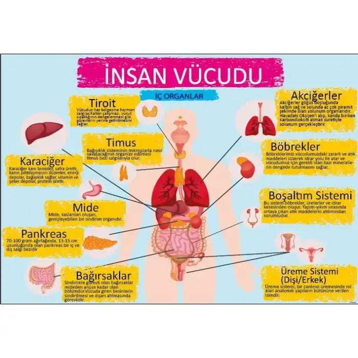 İç Organlarımız Afişi