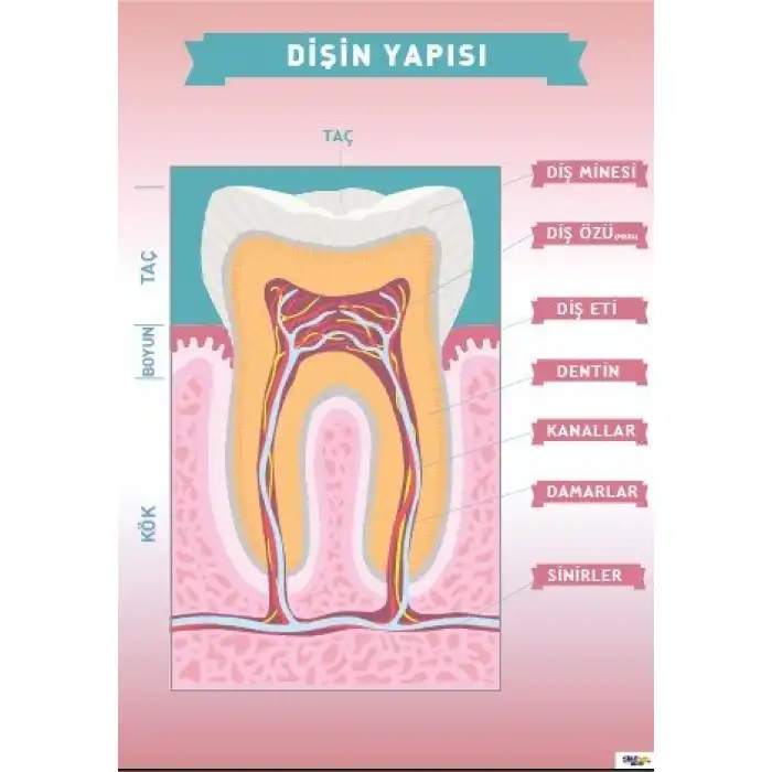 Dişin Yapısı Afişi