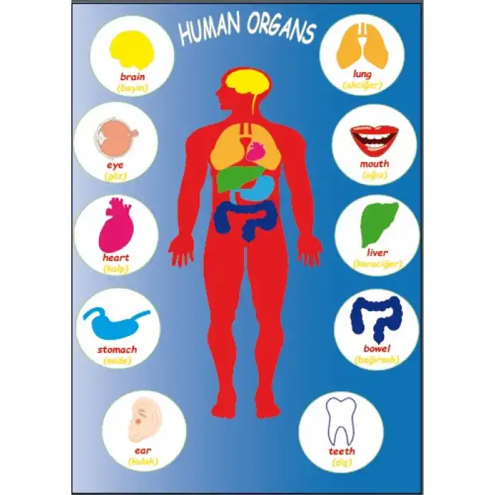 İngilizce Organlar Afişi (Human Organs)