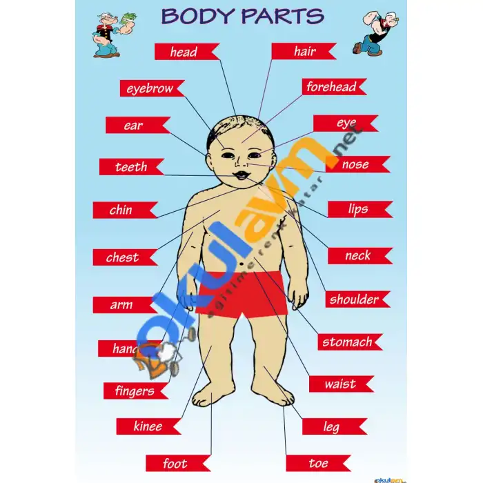 İngilizce Vücudumuzun Bölümleri (Body Parts) Afişi