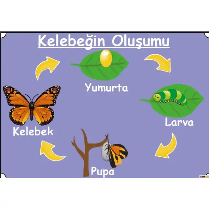 Kelebeğin Oluşumu Afişi