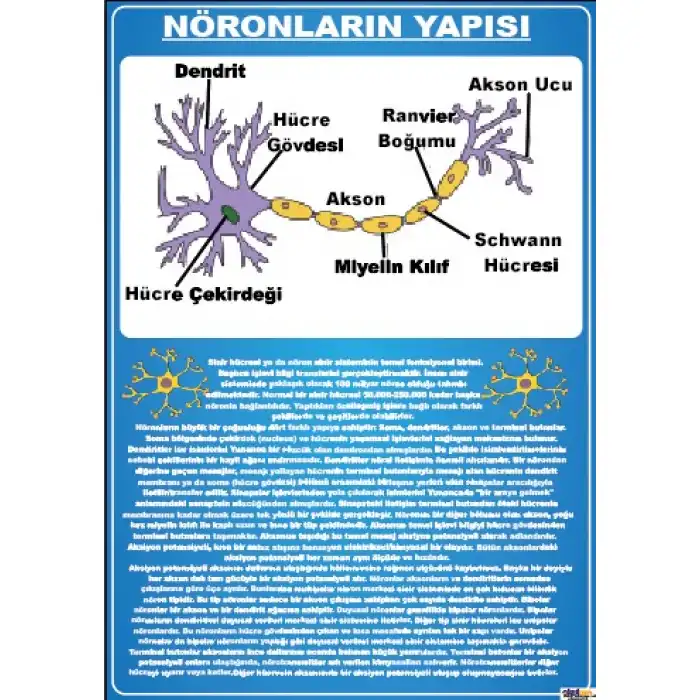 Nöronların Yapısı Afişi