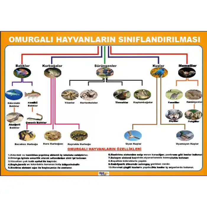 Omurgalı Hayvanların Sınıflandırılması Afişi