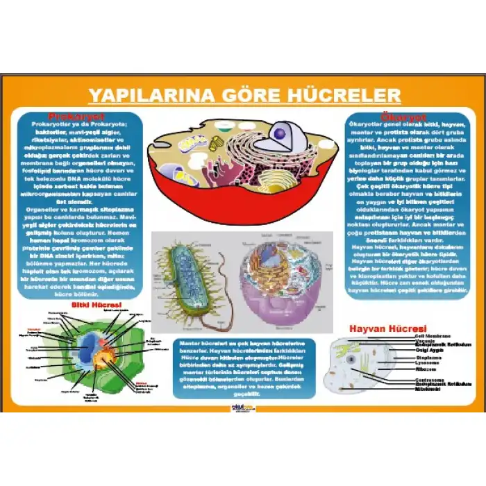 Yapılarına Göre Hücreler Afişi