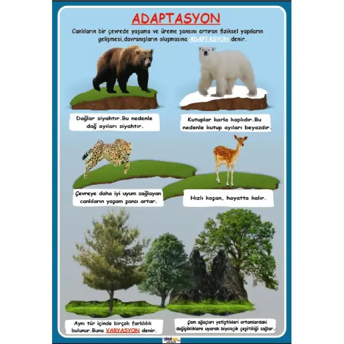 Adaptasyon Afişi