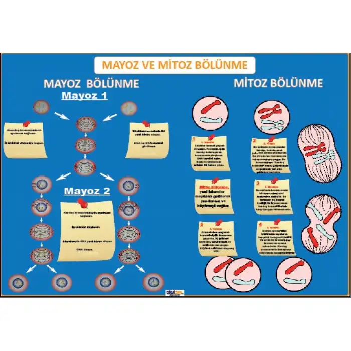 Mayoz ve Mitoz bölünme Afişi