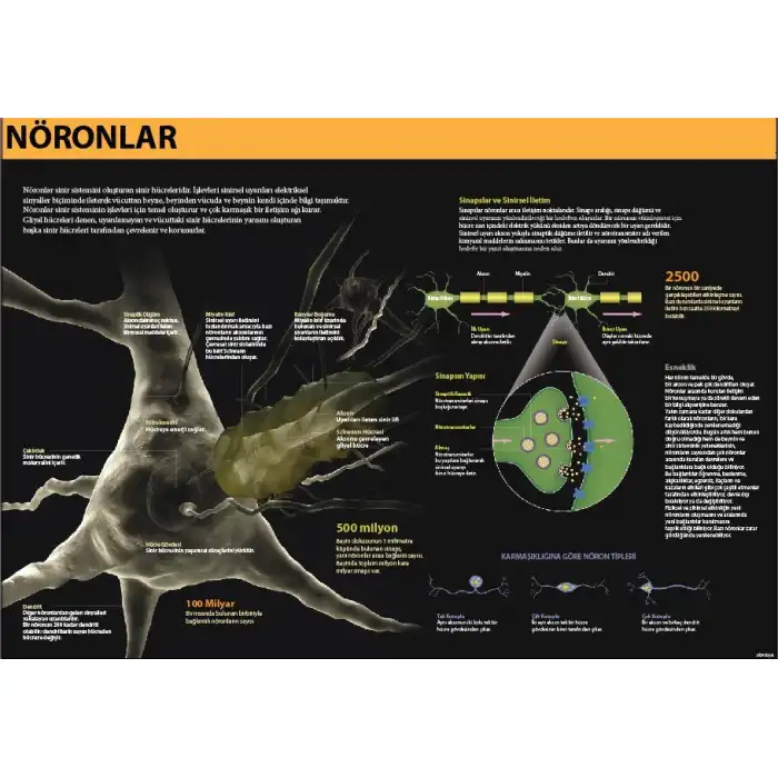 Nöronlar Afişi (Posteri)