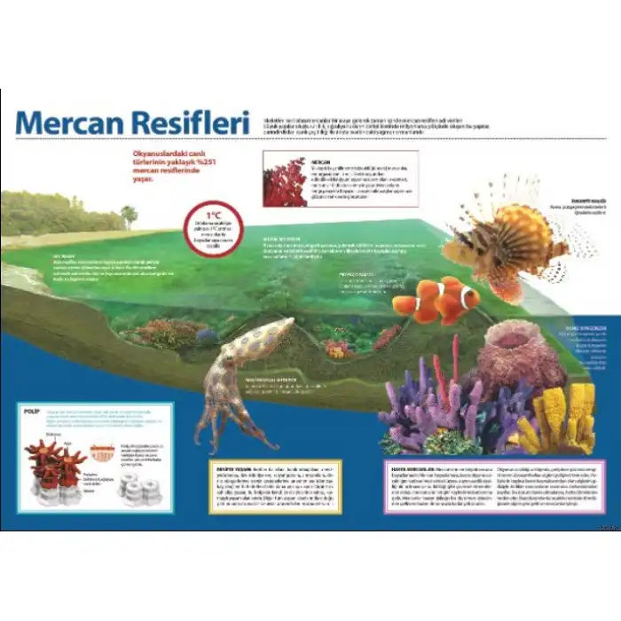 Mercan Resifleri Afişi (Posteri)