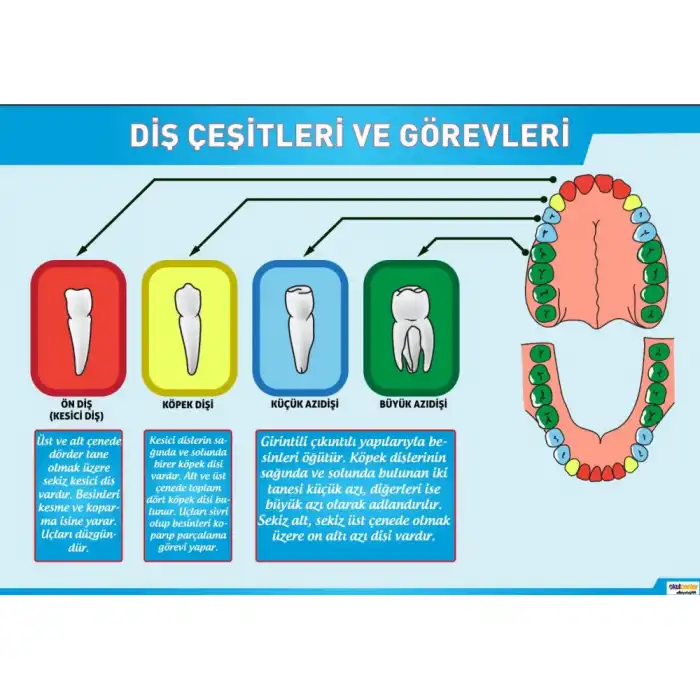 Diş Çeşitleri Posteri