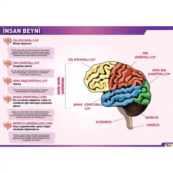İnsan Beyni Afişi