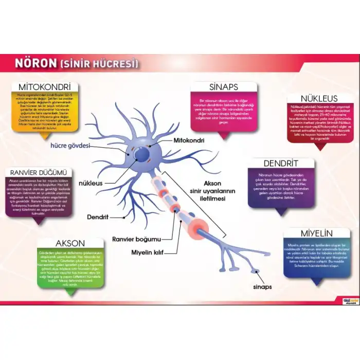 Nöron (Sinir Hücresi) Afişi