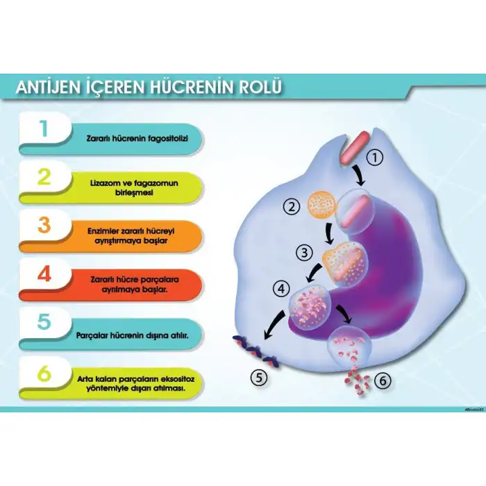 Antijen İçeren Hücrenin Rolü Afişi