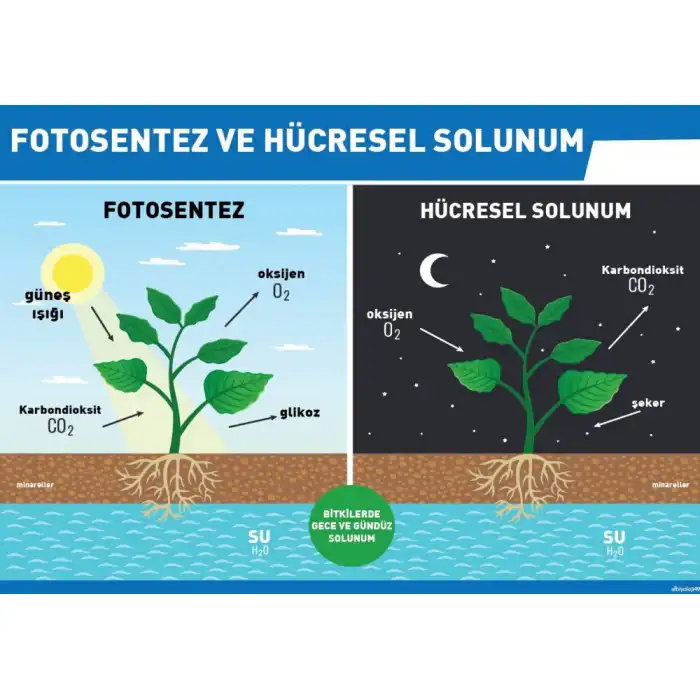 Fotosentez Ve Hücresel Solunum Afişi